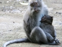 ubud (20)